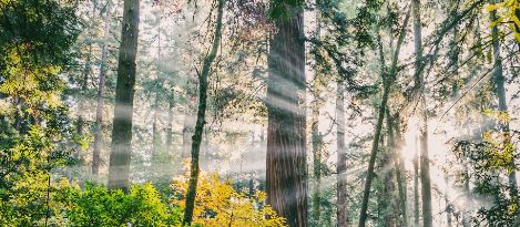 Light through trees depicting enlightenment with caregivers scaretakers
